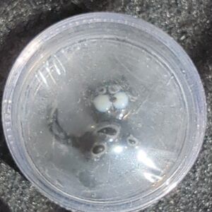 🐱Vintage Miniature Porcelain Glass Cat Figurine Japan 1" x 1" Big Eye Cat